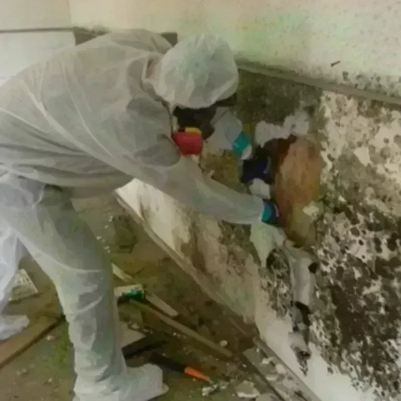 Mold Remediation and Removal in Tiburones, PR